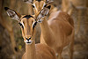 example photo of an impala
